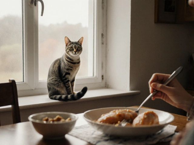 Какие вкусняшки можно давать коту: безопасные лакомства и что строго запрещено