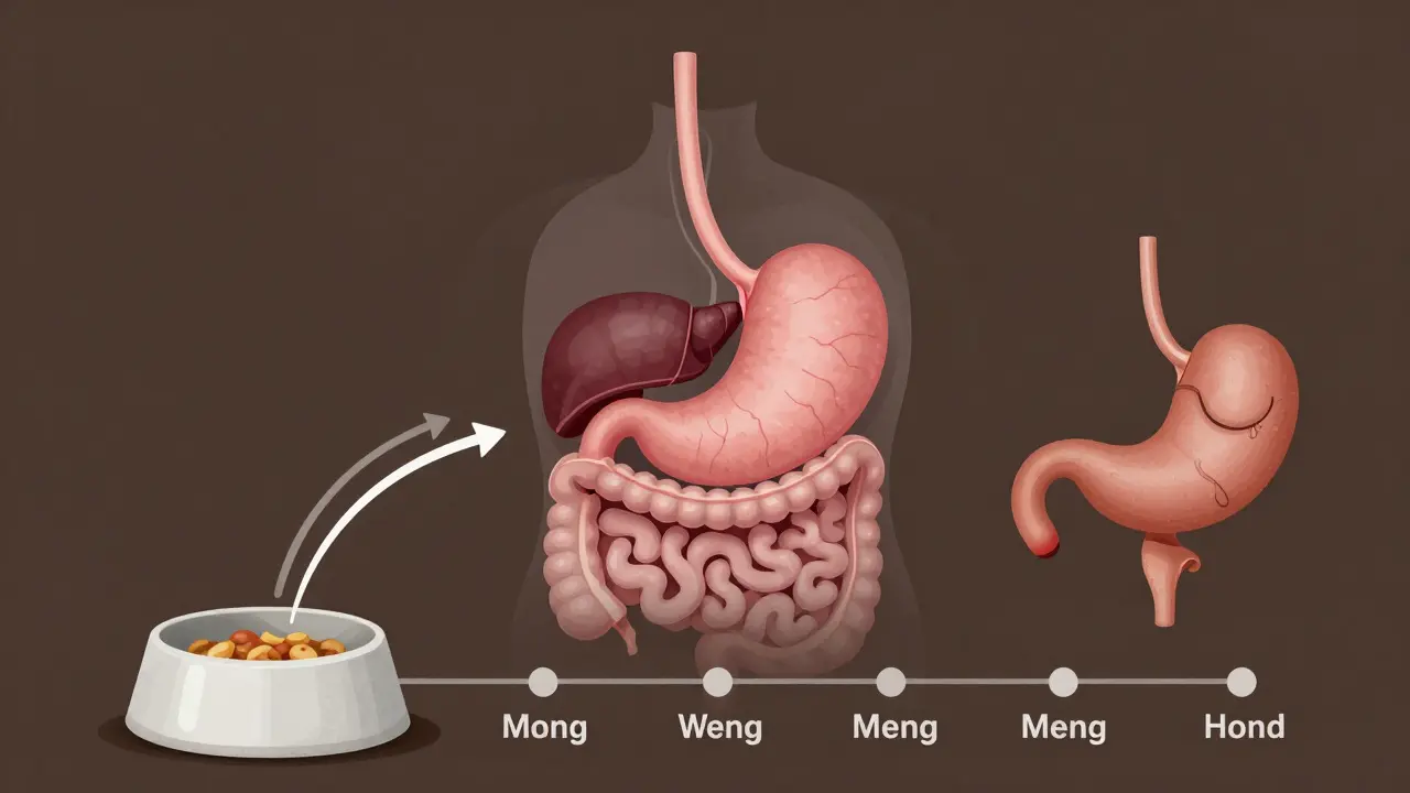 Прозрачное изображение желудка собаки под нагрузкой от постоянного кормления, с графиком времени.