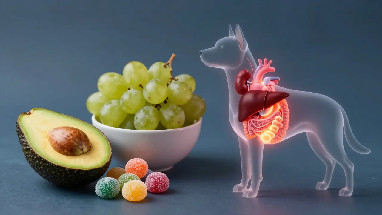 Концептуальное изображение влияния токсичных продуктов на органы собаки